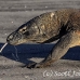 dragon_komodo_hsb_rinca_h_0820_kom2595.jpg